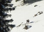 2008-11-27_ste-croix_chamois_sollier_11.jpg