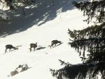 Nom du fichier=2008-11-27_ste-croix_chamois_sollier_32.jpg
Taille du fichier=168Ko
Dimensions : 1200x900
Ajouté le : 14 Décembre 2008 2008-11-27_ste-croix_chamois_sollier_32.jpg
